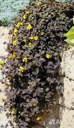 Ампельные растения для дома и сада