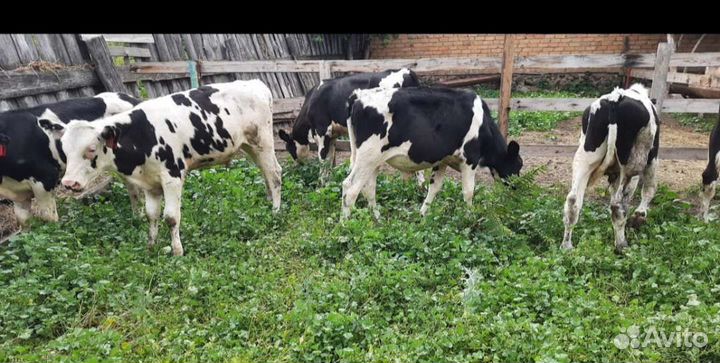 Телята бычки