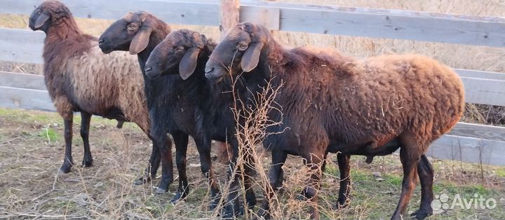 Бараны гиссарские