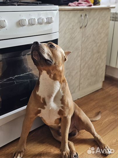 Случка собак стафф