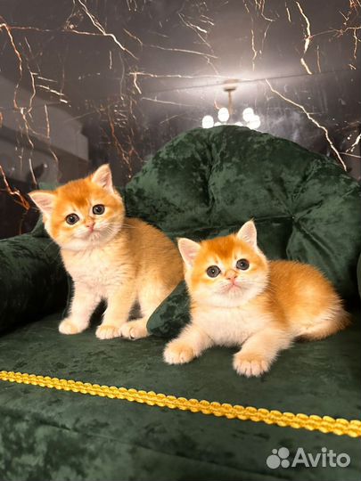 Британские мальчики ny 12