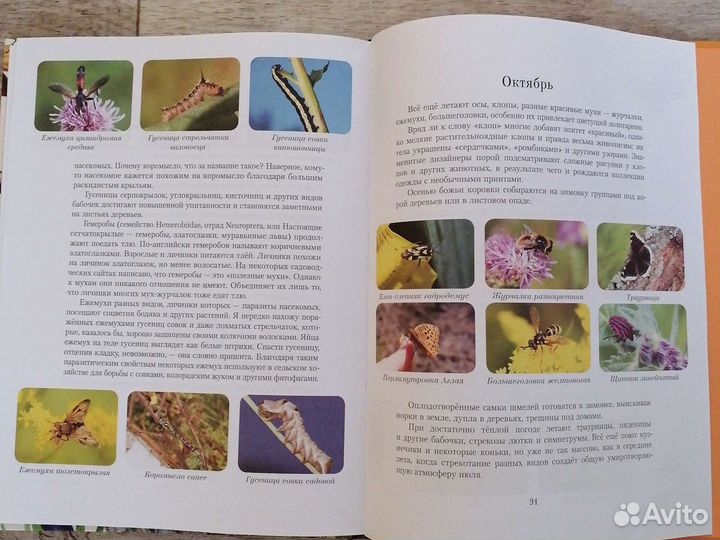 Насекомые и пауки Самые-самые Кувыкина Ольга