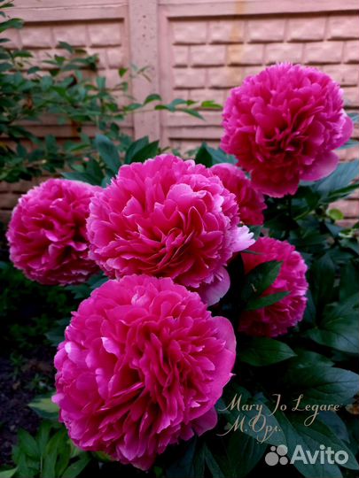 Пион Mary Jo Legare