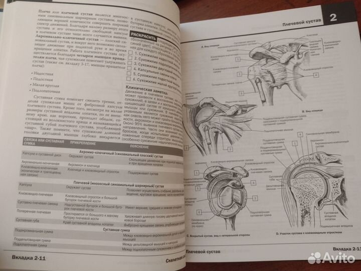 Книга анатомия неттера атлас раскраска и Плакаты