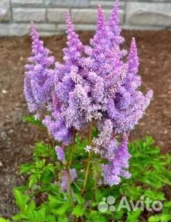 Астильба почвопокровная пумила