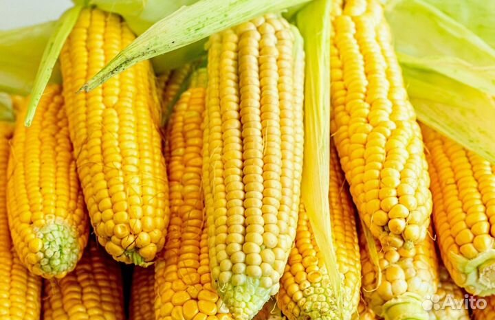 Кукуруза пионер