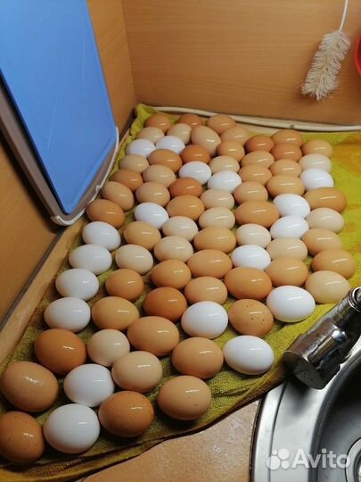 Домашние куриные яйца