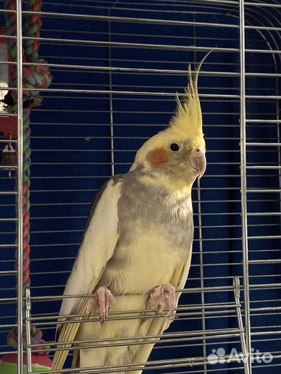 Попугай корелла с клеткой