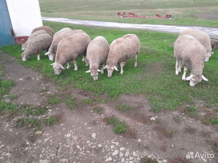 Овцы бараны ягнята тексель