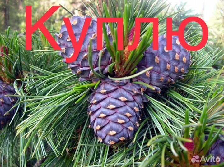 Кедровая шишка