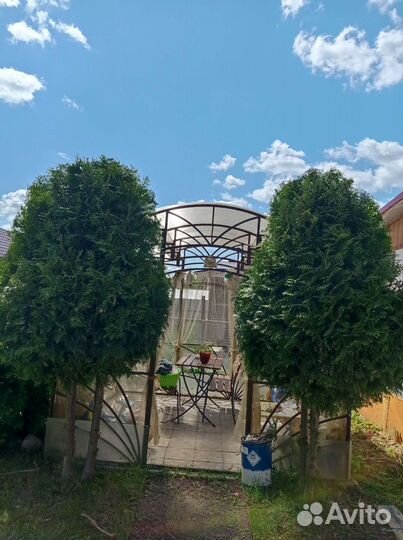 Туя брабант