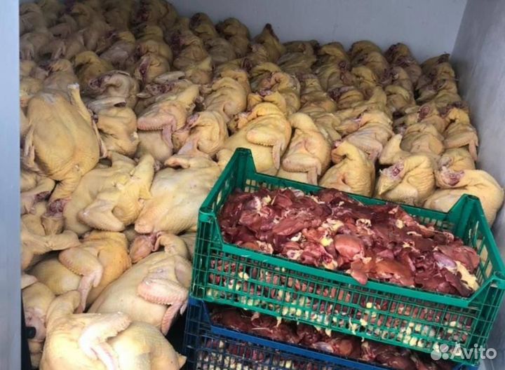 Куры домашние
