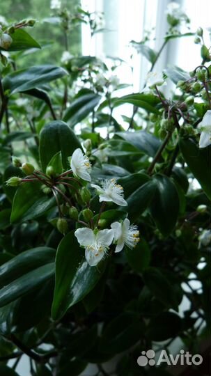 Комнатные растения цветы. Цветущая традесканция