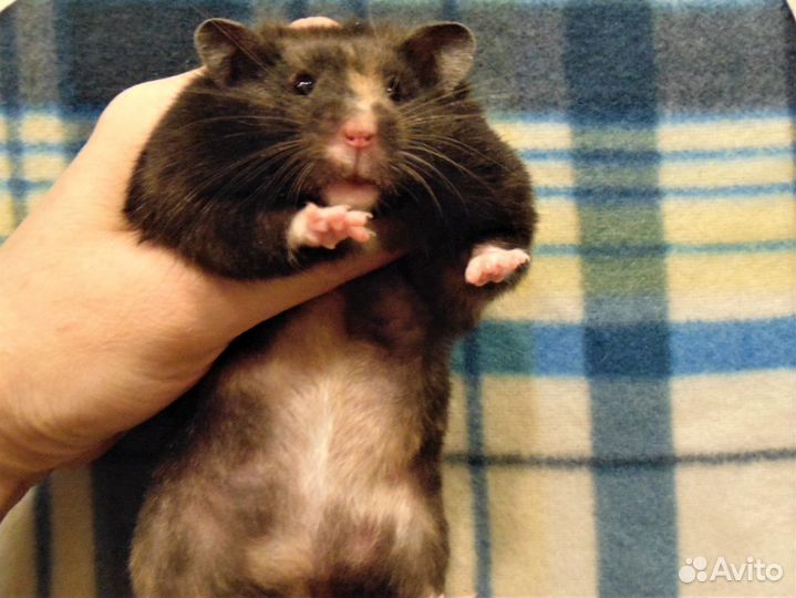 Крупные ангорские,сирийские хомяки питомник,клетки