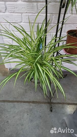 Комнатные цветы