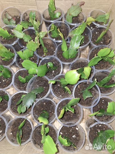 Декабрист алый и белый