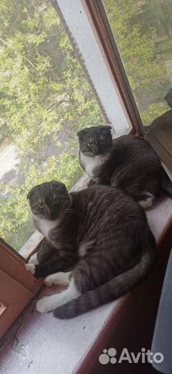 Котята шотландские (вислоухие) привитые