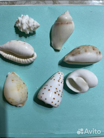 Морские ракушки раковины