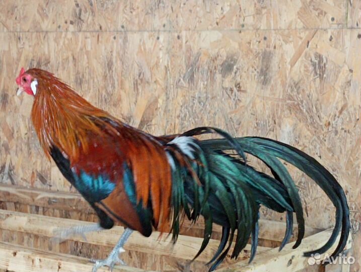 Продаются петушки