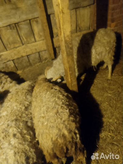 Овцы бараны