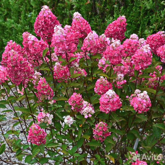 Гортензия Самарская Лидия, С3 (1 саж.; 30-40 см)