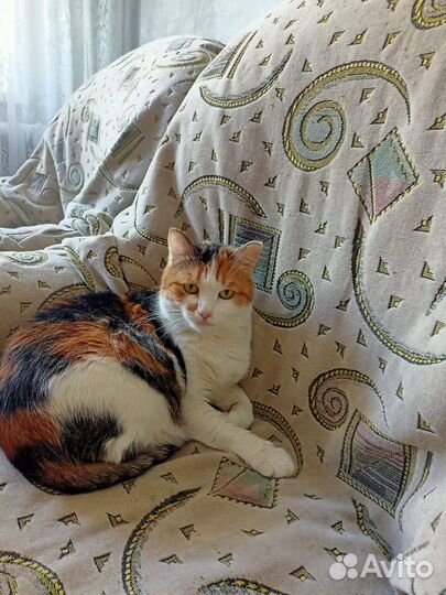 Три цвета Счастья