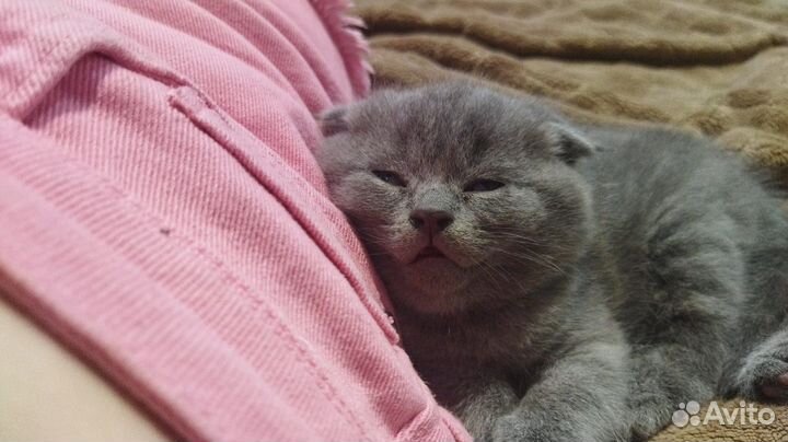 Британские котята