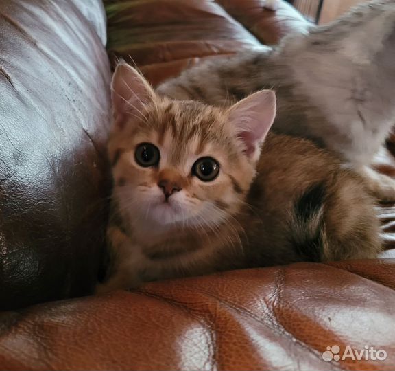 Британская кошка