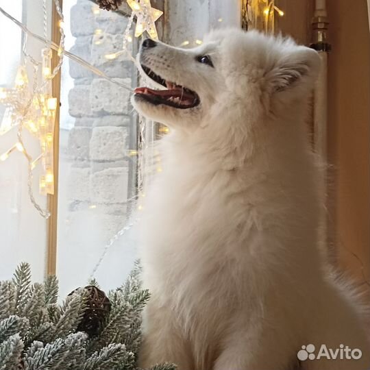 Щенки самоеда