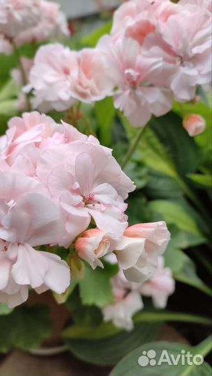 Пеларгония герань Ю-Кэлушарий