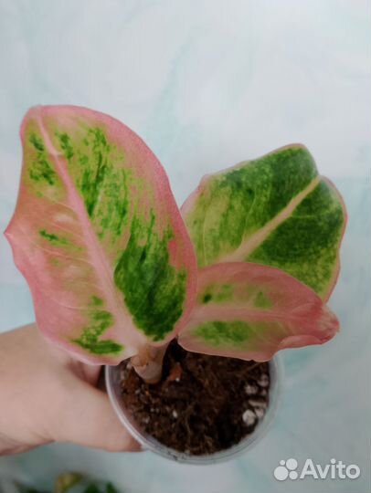 Аглаонемы детки и подростки