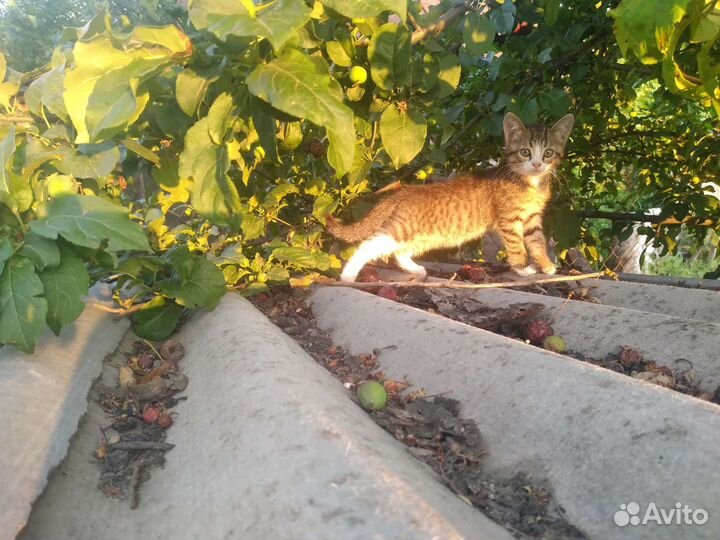 Кошечка в добрые руки