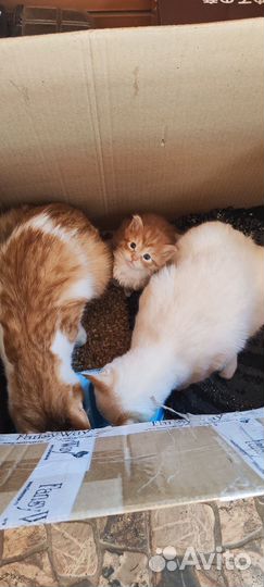 Котик бесплатно
