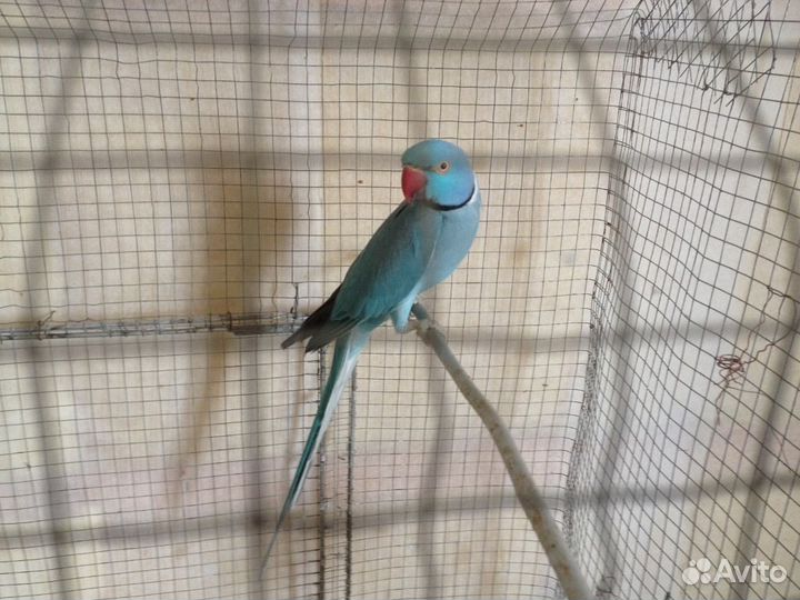 Ожереловые синие попугаи