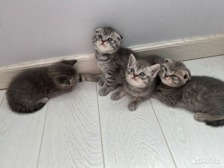 Шотландские вислоухие и прямоухие котята