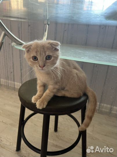 Британские вислоухие котята