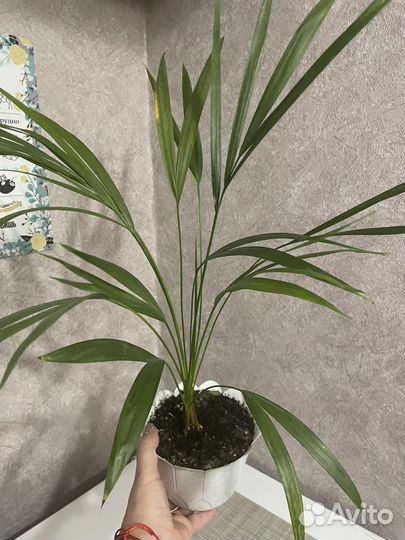 Пальма Хризалидокарпус