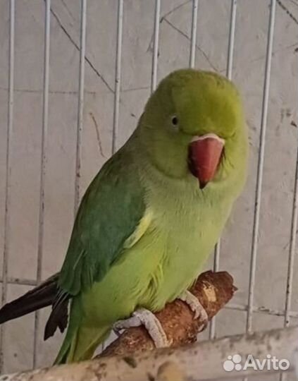 Ожерельевый попугай самочка