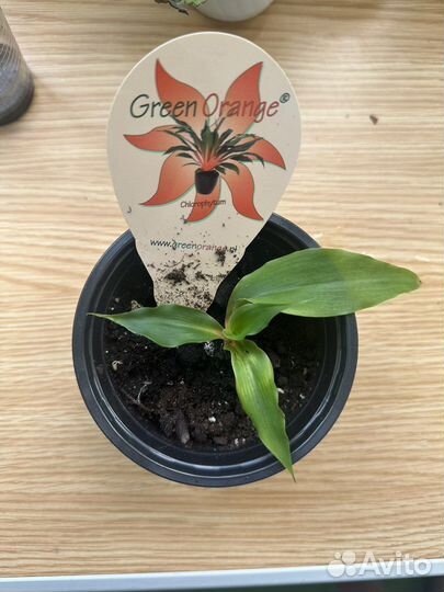 Хлорофитум оранж