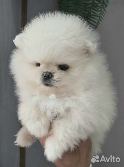 Померанский шпиц