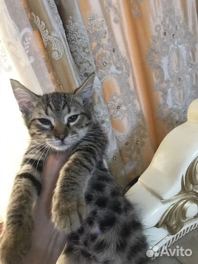 Кошки в дар
