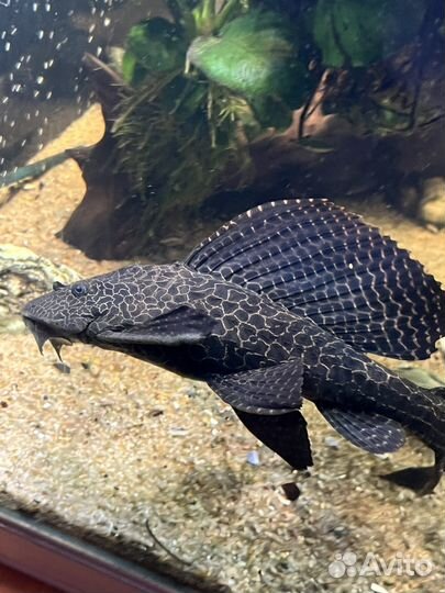 Сом Парчовый птеригоплихт