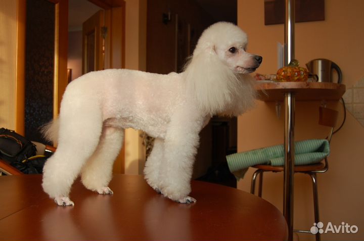 Стрижка кошек, собак, лошадей. Выезд. Опыт 16 лет