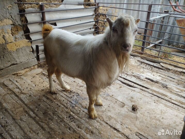 Козел для огула ваших коз