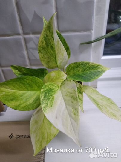 Эпипремнумы и сциндапсусы