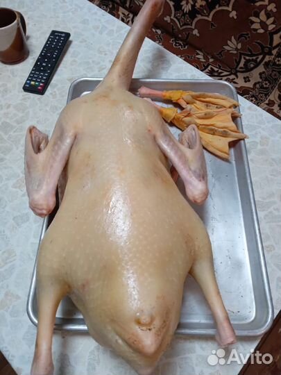 Гусь домашний тушка