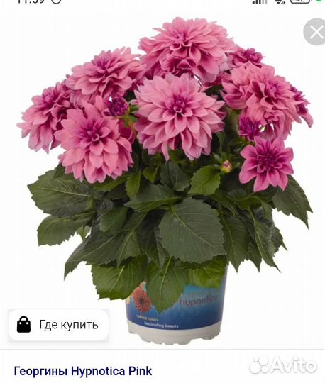 Георгин патио