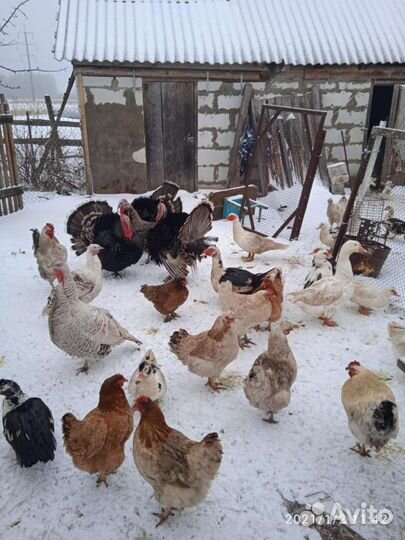 Индюшки, гуси, индоутки