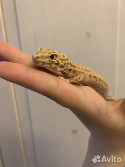 Пятнистый эублефар