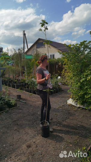 Саженцы березы, клена, липы, рябины